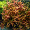 Rotala Twilight Live Aquarium Plant
