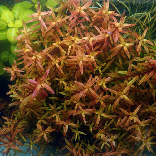 Rotala Twilight Live Aquarium Plant