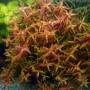Rotala Twilight Live Aquarium Plant