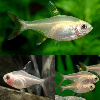 Albino Pristella Tetra Fish