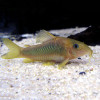 Corydoras Fish (Single)