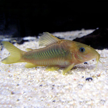 Corydoras Fish (Single)