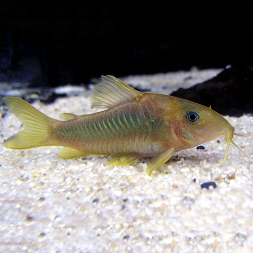 Corydoras Fish (Single)