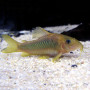 Corydoras Fish (Single)