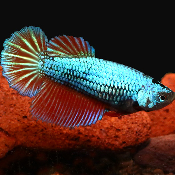 Female Betta - Red Dragon