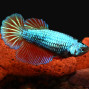 Female Betta - Red Dragon
