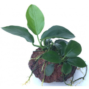 Anubias nana on Rock Live Aquarium Plant