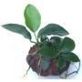 Anubias nana on Rock Live Aquarium Plant
