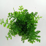  Heteroclita Bolbitis Difformis mini on Pot Live Aquarium Plant