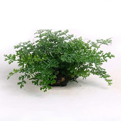 Heteroclita Bolbitis Difformis mini on Rock Live Aquarium Plant