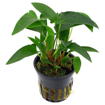 Anubias Gracilis Live Aquarium Plant