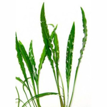 Crypt Spiralis Broadleaf Live Aquarium Plant