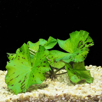 Green Tiger Lily Aquatic Plant (Submerged Growth)
