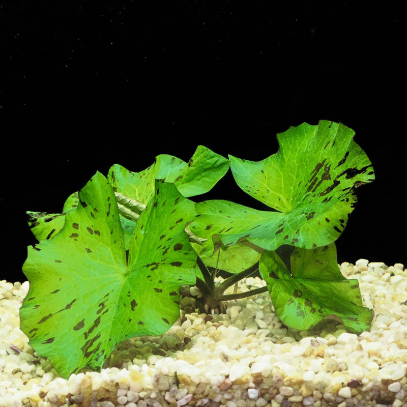 Green Tiger Lily Aquatic Plant (Submerged Growth)