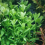 Hedyotis salzmannii Live Aquarium Plant