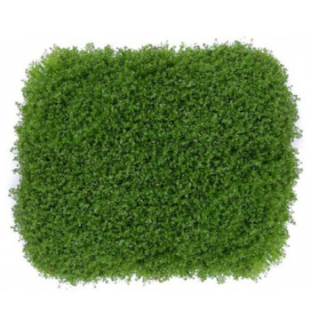 Hemianthus Cuba (HC) on Metal Pad Live Aquarium Plant