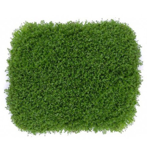 Hemianthus Cuba (HC) on Metal Pad Live Aquarium Plant