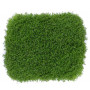 Hemianthus Cuba (HC) on Metal Pad Live Aquarium Plant