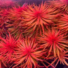 Ludiwigia Inclinata Meta Live Aquarium Plant