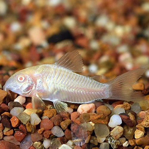 Albino Corydoras Fish (Single)