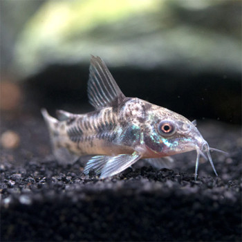 Pepper Corydoras Fish (Single)