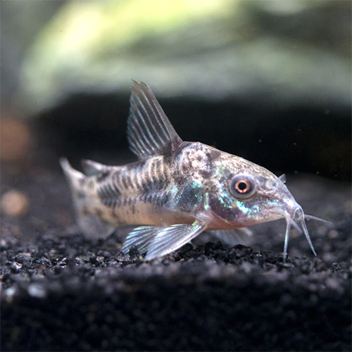 Pepper Corydoras Fish (Single)