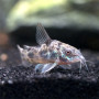 Pepper Corydoras Fish (Single)