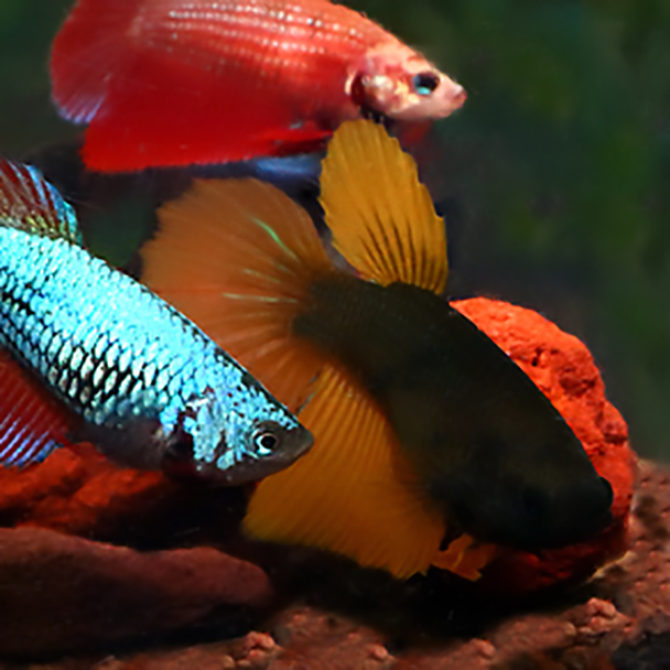 Female Betta - MustardGas
