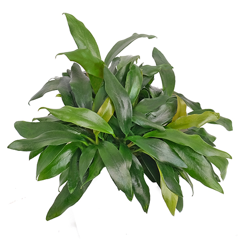 Anubias Dragon Claw Live Aquarium Plant