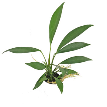Anubias Lanceolata Live Aquarium Plant