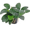 Anubias nana 'Long Wavy' Potted Aquatic Plant