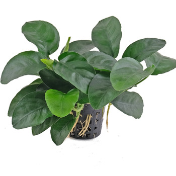Anubias nana 'Long Wavy' Potted Aquatic Plant