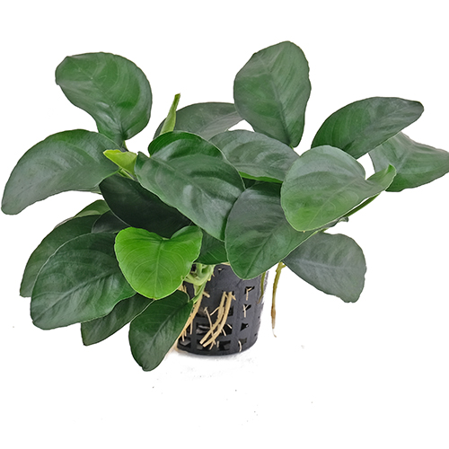 Anubias nana Long Wavy Potted Aquatic Plant