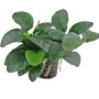 Anubias nana 'Long Wavy' Potted Aquatic Plant