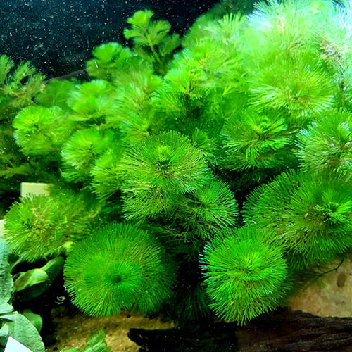 Cabomba Green Live Aquarium Plant (25 Stems)