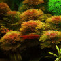 Cabomba Red Live Aquarium Plant (25 Stems)