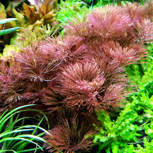 Cabomba belem Red Live Aquarium Plant (25 Stems)