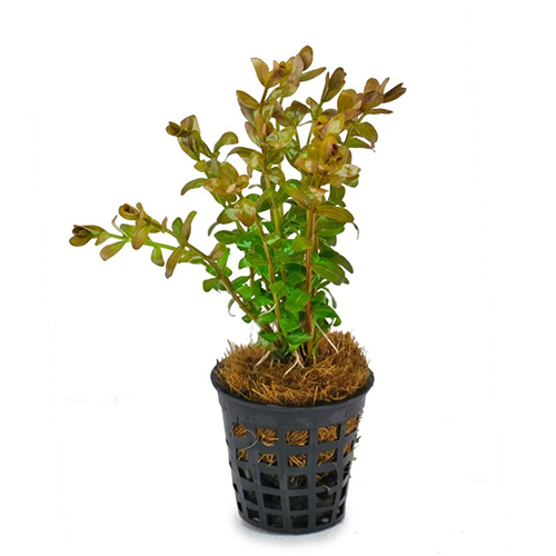 Cuphea Anagalloidea Aquatic Plant (Potted/Tissue Culture)