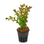 Cuphea Anagalloidea Aquatic Plant (Potted/Tissue Culture)