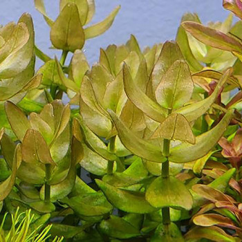 Bacopa Saffron Red Live Aquarium Plant