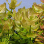 Bacopa Saffron Red Live Aquarium Plant