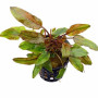 Cryptocoryne Axelrodi Live Aquarium Plant