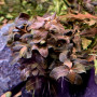 Hygrophila Sp. Brown Live Aquarium Plant