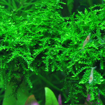 Weeping Moss Live Aquarium Plant