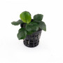 Anubias barteri Coin Leaf on Pot Live Aquarium Plant