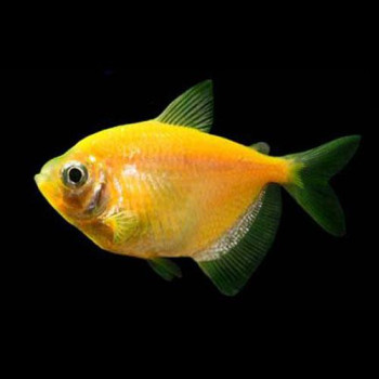 Yellow Widow Tetra Fish