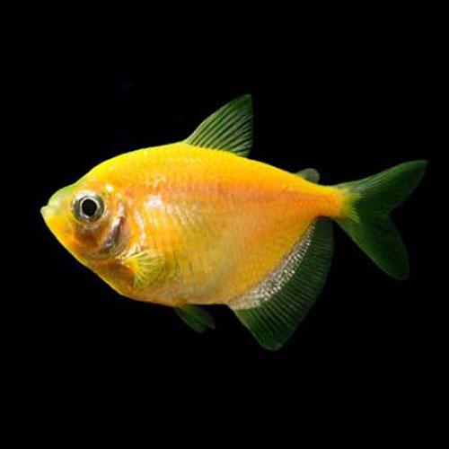 Yellow Widow Tetra Fish