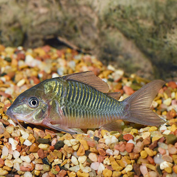 Emerald Green Corydoras Fish (Single)
