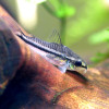 Pygmy Corydoras Fish (Single)