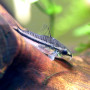 Pygmy Corydoras Fish (Single)